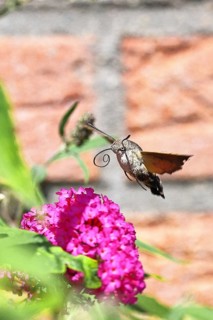 A swallowtail butterfly (Macroglossum stellatarum) feeding on nectar from a butterfly bush
