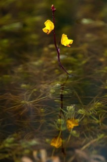Fatweed plants, large water hose, large bladderwort, lentibulariaceae, southern water hose,