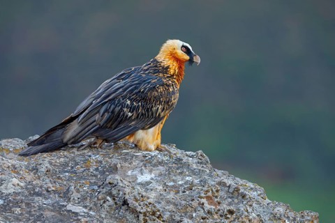 Bearded vulture, bearded vulture (Gypaetus barbatus), Gypaetus barbatus meridionalis, Giant's