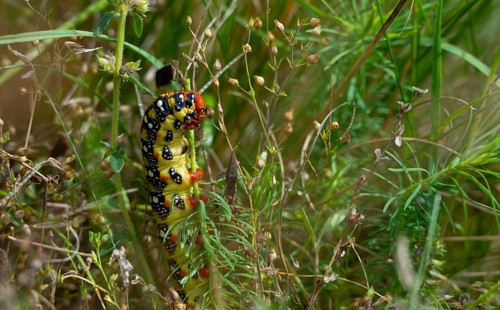Sparrow hawk moth, caterpillar, grass, Lower Austria