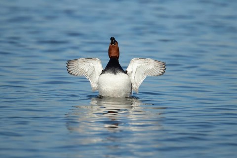 Common pochard (Aythya ferina) adult male duck stretching its wings on a lake, England, United