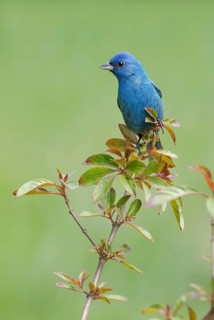 Indigo Bunting (Passerina cyanea) male perched on a branch, Texas, USA