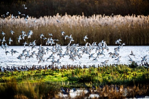 Black-tailed Godwits, Limosa limosa, birds in flight over marshes