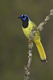 Green Jay (Cyanocorax luxuosus), Texas, USA