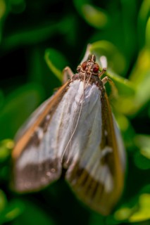 Box tree moth, boxwood moth, boxwood moth, cydalima perspectalis, moth, high size, portrait format,