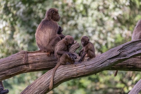 One female Gelada (Theropithecus gelada), or bleeding-heart monkey sitting on a log grooming her