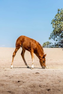 A young foal grazes peacefully on sandy ground under a clear blue sky. The scene captures the