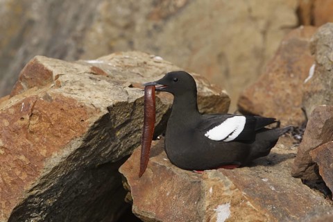 Black Guillemot (Cepphus grylle) perched on a rock, Iceland