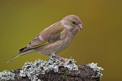 Greenfinch, Greenfinch, European Greenfinch, Western Greenfinch, Carduelis chloris, (Chloris