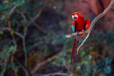 Red-and-green macaw (Ara chloropterus) Buraco das Araras Brazil