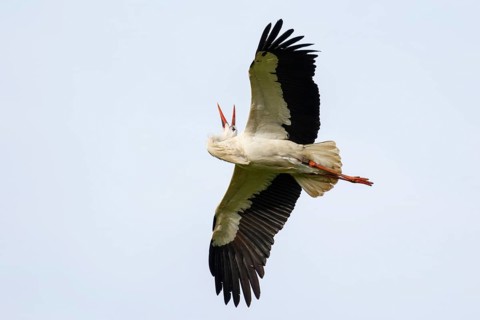 White Stork (Ciconia ciconia) flying, North Rhine-Westphalia, Germany