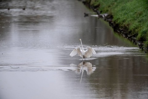 Great White Egret (Ardea alba), Emsland, Lower Saxony, Germany