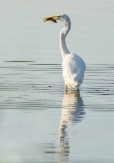 Great White Egret (Ardea alba) standing in the shallow water zone of a lake with a prey fish in its