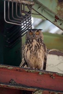 Uhu (Bubo bubo), Eagle Owl, Altvogel, Juni, Zeche Ewald, Herten, Ruhrgebiet, Nordrhein-Westfalen,