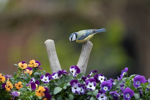 Blue tit (Cyanistes Caeruleus) adult garden bird on a pair of shears handle in a plant pot with