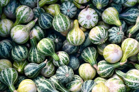 Top view of many small ornamental Cucurbita Pepo Dancing or Spinning Gourd with green stripes