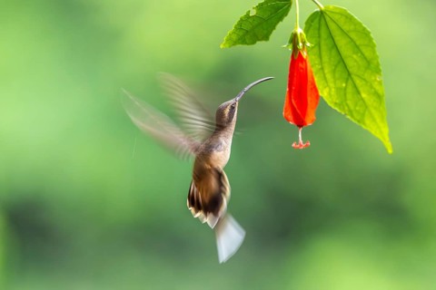 Long-billed Shadow Hummingbird (Phaethornis longirostris), Hummingbird (Trochilidae), Swiftbirds