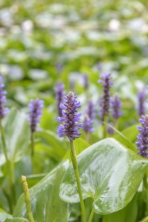 Pickerelweed (Pontederia cordata), Arboretum van Delden, Gronau, Lower Saxony, Germany