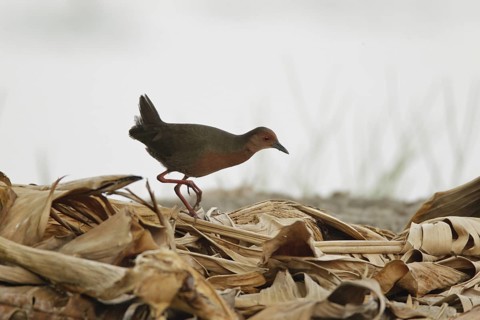 Ruddy-breasted Crake (Porzana fusca), Bangkok, Thailand