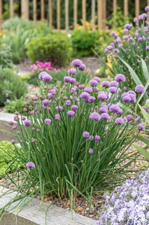 Chive (Allium schoenoprasum)