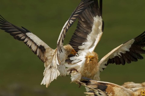 Egyptian Vulture (Neophron percnopterus), Castile-La Mancha, Spain