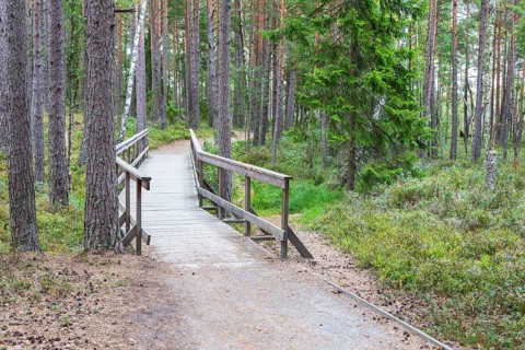 Forest trail in Store Mosse National Park, Jönköpings län, Sweden