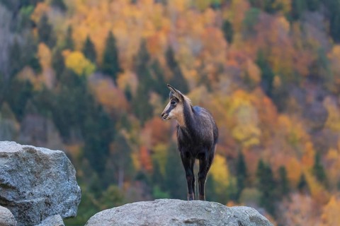 One Chamois (Rupicapra rupicapra) stands on a rock. A forest in fall foliage is in the background