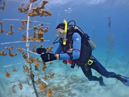 Coral cultivation. A diver works on coral plants underwater in the ocean. The aim is to grow corals