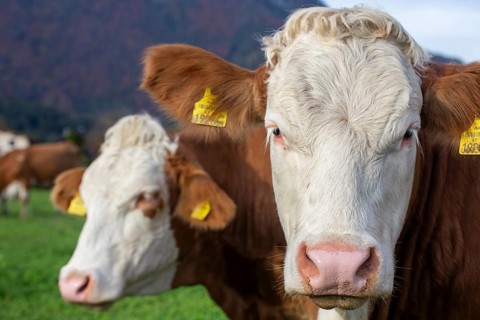 Cows (Simmental Fleckvieh) on the pasture in Tyrol