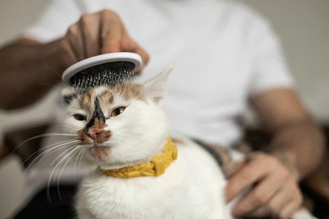 A person gently combs a white and brown cat with a brush. The cat looks content, showcasing the