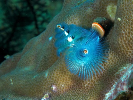 Blue spiral Indo-Pacific Christmas tree worm (Spirobranchus corniculatus) on coral reef, dive site