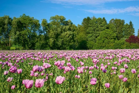A vast field of pink poppies, set against a backdrop of dense green trees beneath a blue sky, opium