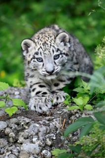 Snow leopard (Uncia uncia), young, sitting on rocks, alert, curious, endangered species, captive