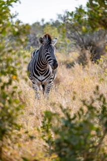 Plains zebra (Equus quagga), adult, in dry grass, Kruger National Park, South Africa