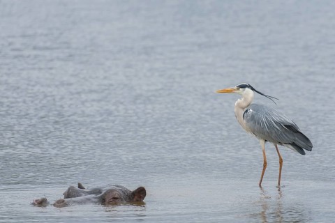 Grey Heron (Ardea cinerea), Kruger National Park, South Africa
