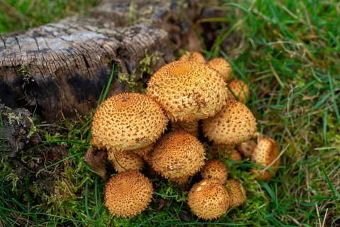Dryophila squarrosa, Pholiota squarrosa, Pholiota verruculosa, cubs, sparse squeaks,