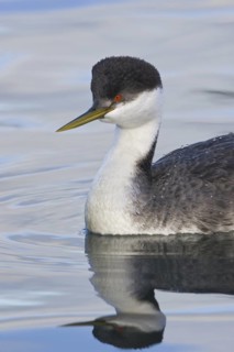 Western Grebe (Aechmophorus occidentalis), British Columbia, Canada