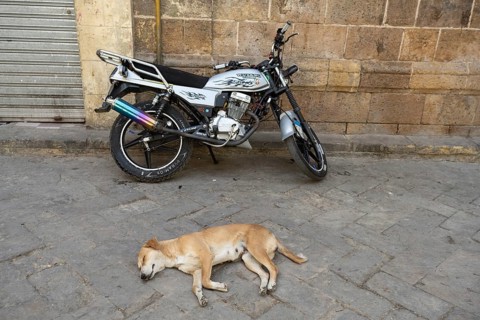 Cairo, Egypt. April 3rd 2025. A typical stray Egyptian street dog sleeps in a Cairo street beside a
