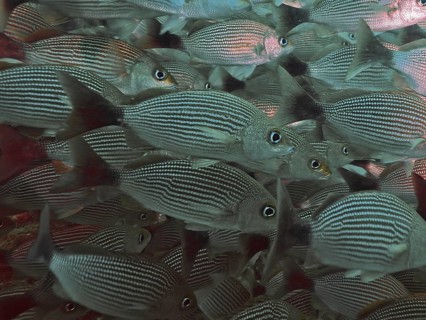 Fish with striking line patterns, the black-spotted grunter (Haemulon maculicauda), swimming in