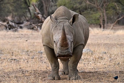 White rhinoceros (Ceratotherium simum), Okapuka Ranch, Namibia