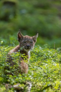 One young (10 weeks old) male Eurasian lynx, (Lynx lynx), sitting on a tree stump to get a higher