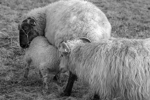 Sheep, Moorschnucken (Ovis aries) with lamb on the pasture, black and white,