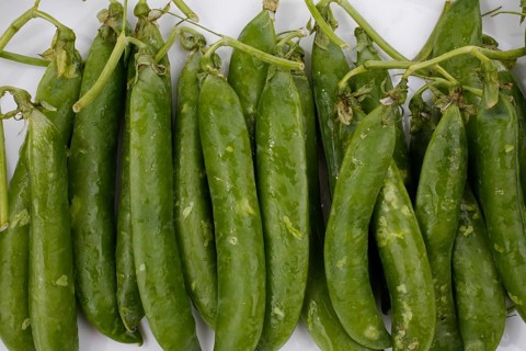 Peas (Pisum sativum), peas in pods, remove peas from pods, vegetables, vegetarian cuisine,
