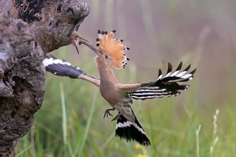 Eurasian Hoopoe (Upupa epops) feeding juveniles in breeding cavity, Serbia