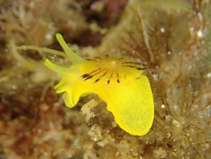 Golden sponge snail (Tylodina perversa)