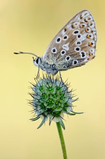 Adonis Blue (Polyommatus bellargus) butterfly on flower, North Rhine-Westphalia, Germany