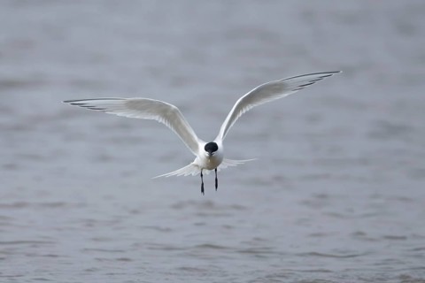 Sandwich tern (Thalasseus sandvicensis) adult bird in flight over the sea, England, United Kingdom
