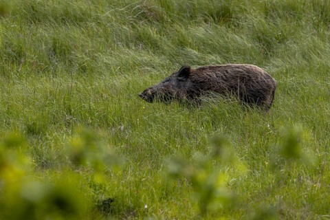 The wild boar boar (Sus scrofa) seems to like the marsh grass, early summer, defenceless, June,