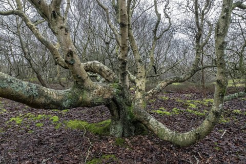 Birch trunks (Betula pendula), Amrum, Schleswig-Holstein, Germany