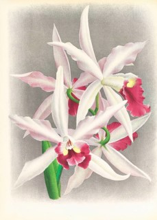 Orchid, Laelia elegans, authentic reproduction of an illustration by Jean Jules Linden (1817 -